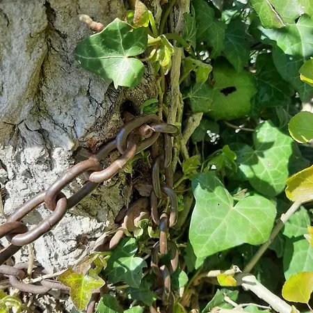 Vlakbij Zee En Duinen *